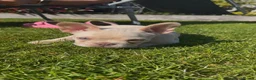 French Bulldog dogs for sale: Two Beautiful Blue Eyed Babies for Sale in Tonbridge - Advert 11