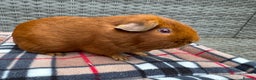 Guinea Pig rodents for sale: Beautiful boys  - Advert 13