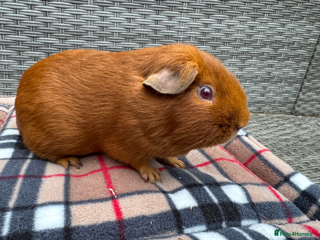 Guinea Pig rodents for sale: Beautiful boys  - Advert 13