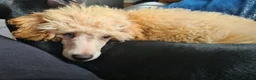 Shihpoo dogs for sale: Shipoo Puppies F1b's for sale  - Advert 10