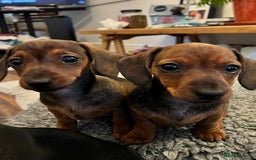 Miniature Dachshund dogs for sale: Excellent bloodlines mini smooth hair dachshunds  - Image 13