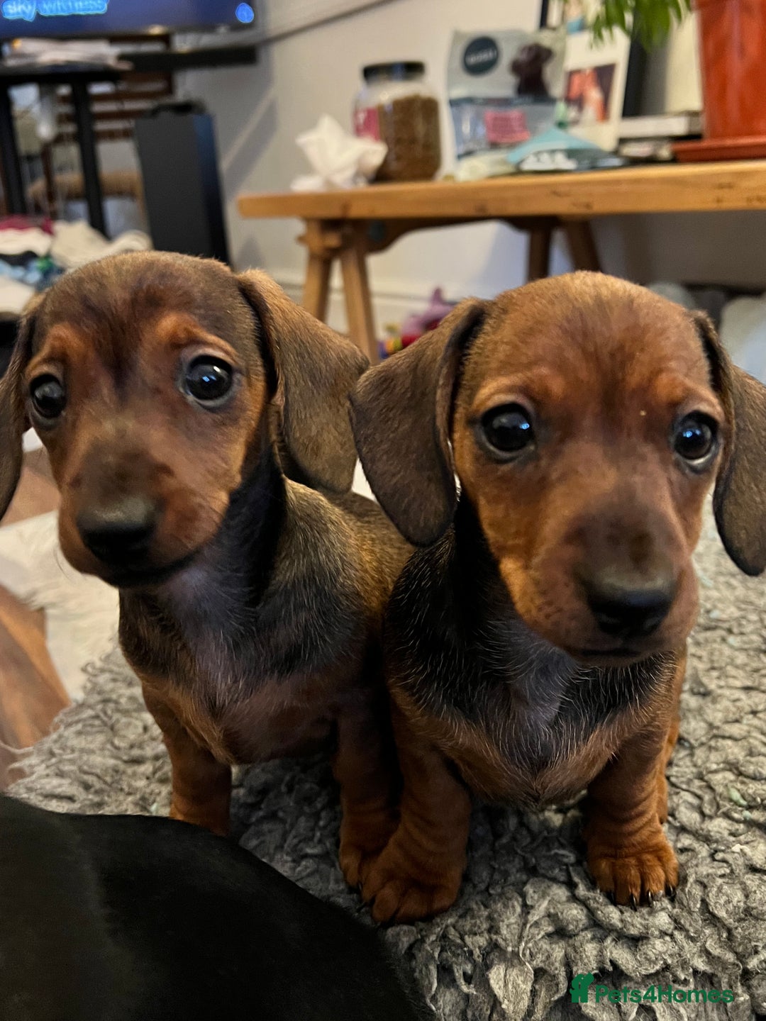 Miniature Dachshund dogs for sale: Excellent bloodlines mini smooth hair dachshunds  - Image 13