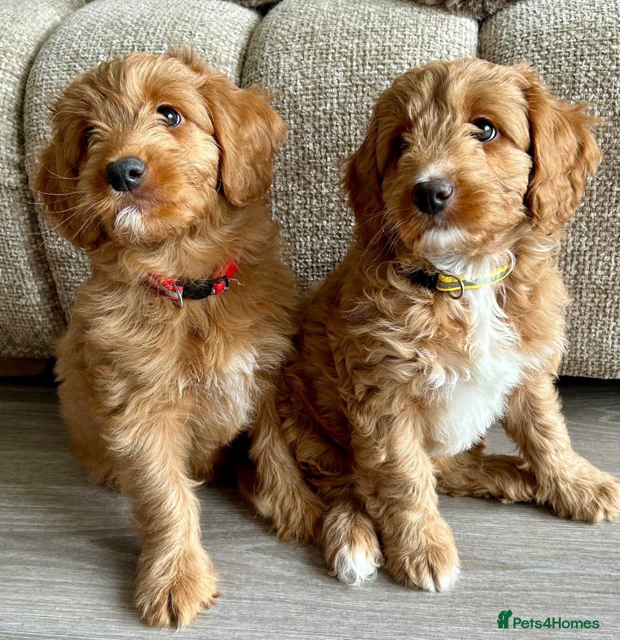 Mixed Breed dogs Tollerdoodle 2x Girls Available Now - Advert 4