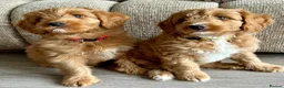 Mixed Breed dogs for sale: Tollerdoodle *last remaining Girl Available* Now - Advert 12