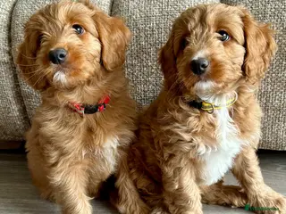 Mixed Breed dogs Tollerdoodle 2x Girls Available Now - Advert 11