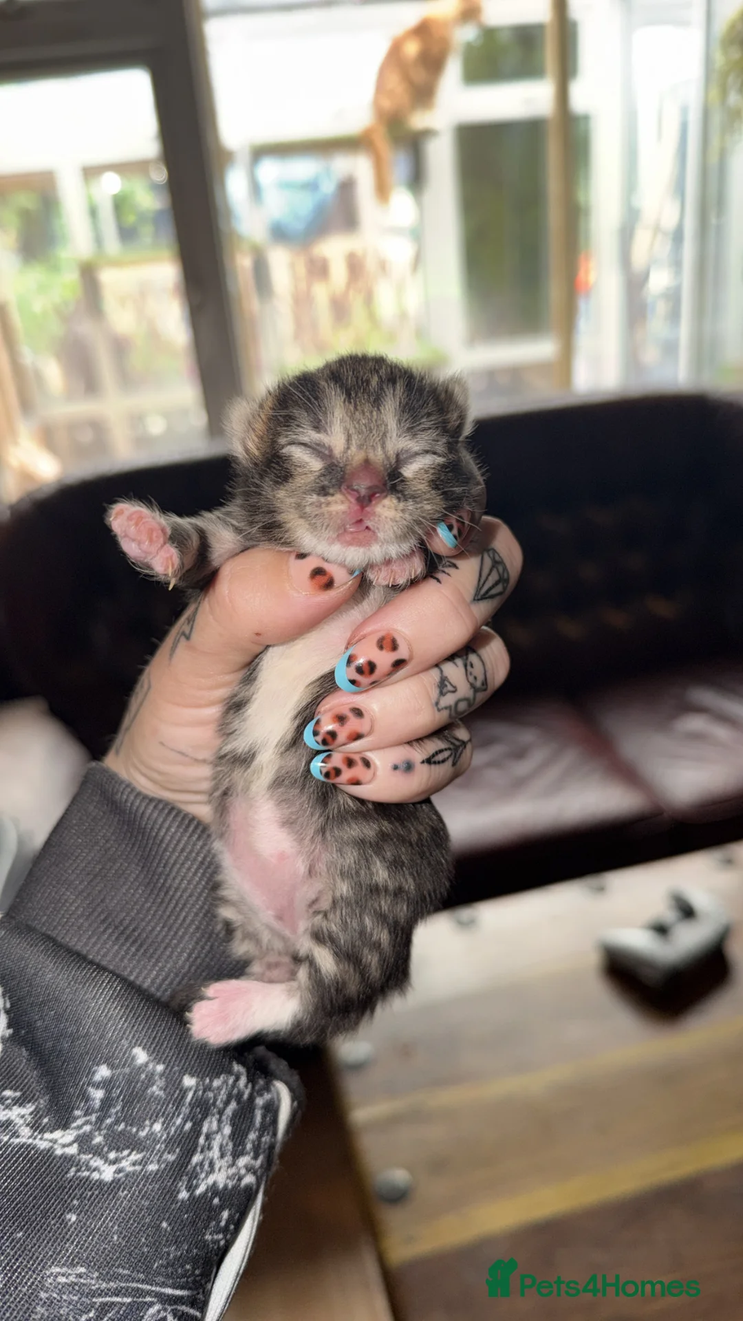 Mixed Breed cats for sale: Domestic x Maine ragdoll  - Advert 2