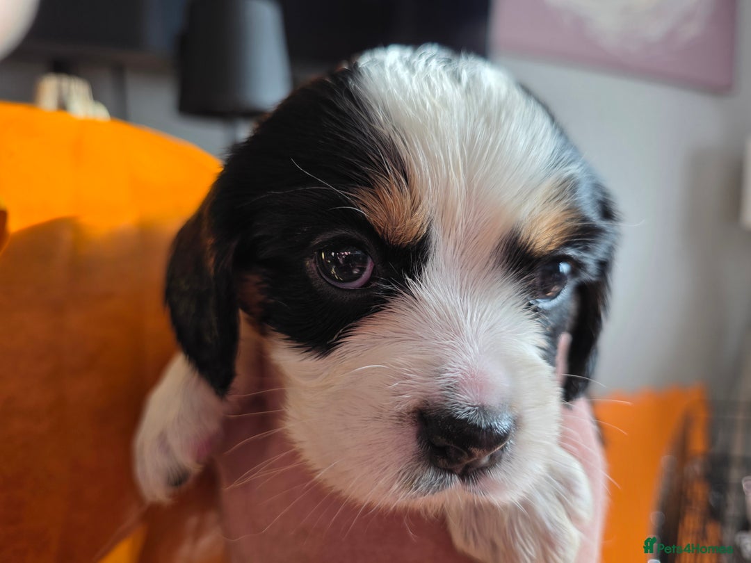 Cockalier dogs for sale: working cocker spaniel  - Image 15