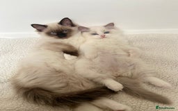 Ragdoll cats for sale: Ragdolls  - Image 1