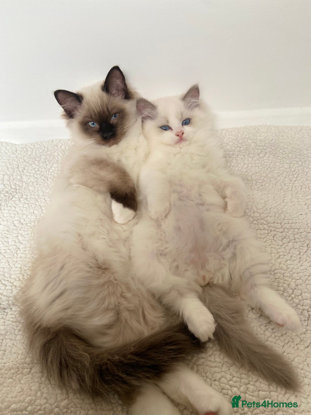 Ragdoll cats for sale: Ragdolls  - Image 1