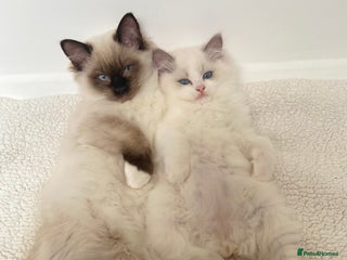 Ragdoll cats - Advert 3