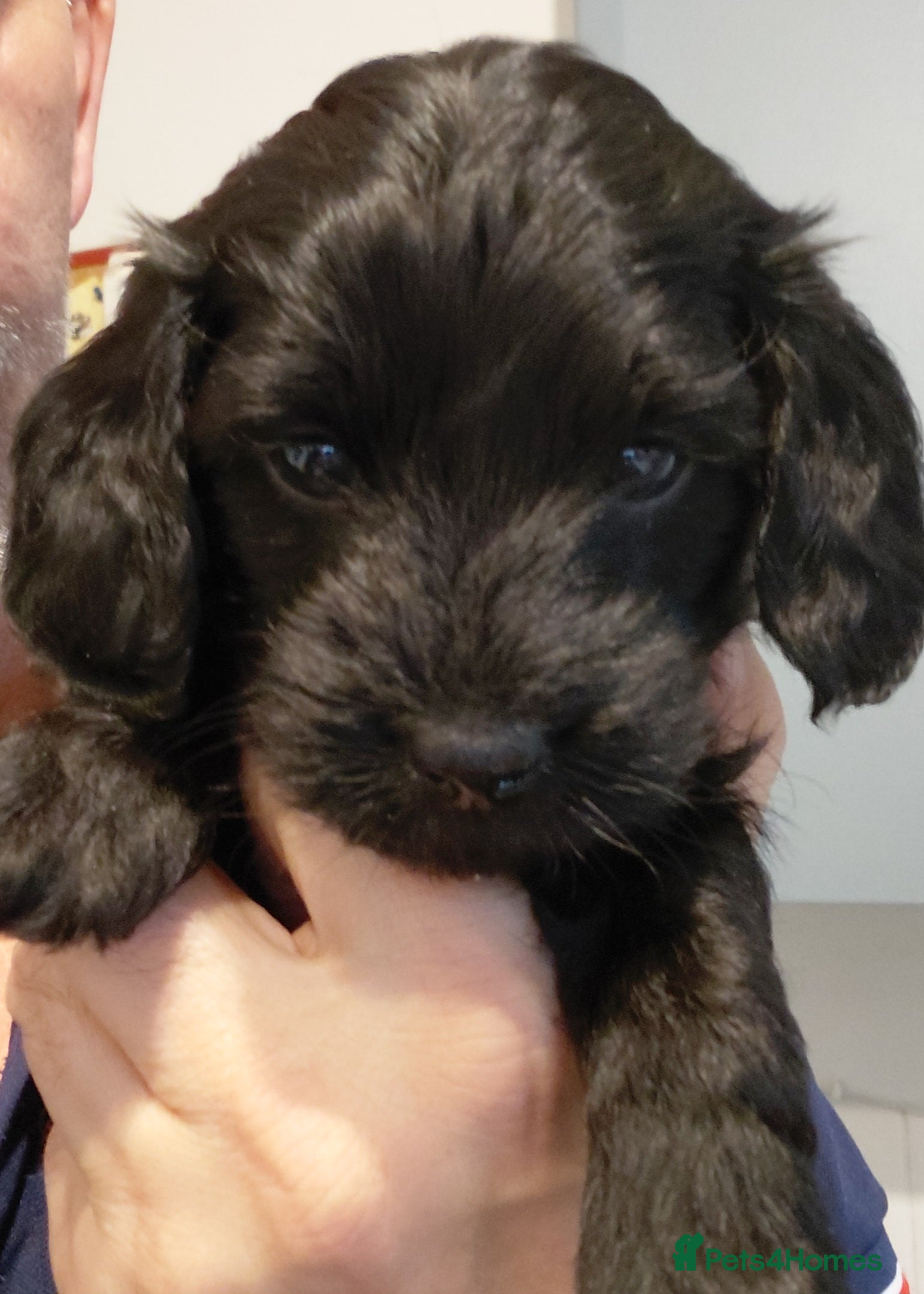 Mixed Breed dogs Doxiepoo =dachshund x poodle - Advert 1