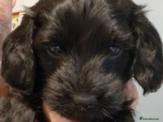 Mixed Breed dogs Doxiepoo =dachshund x poodle - Advert 18