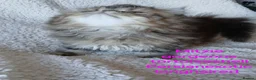 Exotic cats for sale: EXQUISITE GCCF PERSIAN EXOTIC BABIES - Advert 29