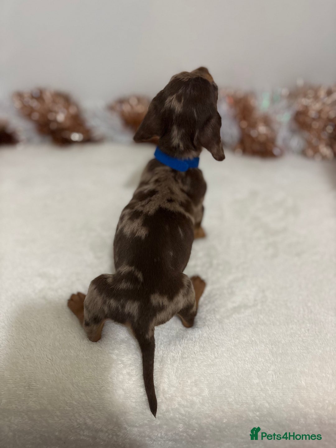 Miniature Dachshund dogs for sale: Miniature Dachshund Pups  - Advert 11