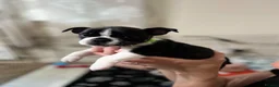 Mixed Breed dogs for sale: Boston terrier cross puppies - Advert 16