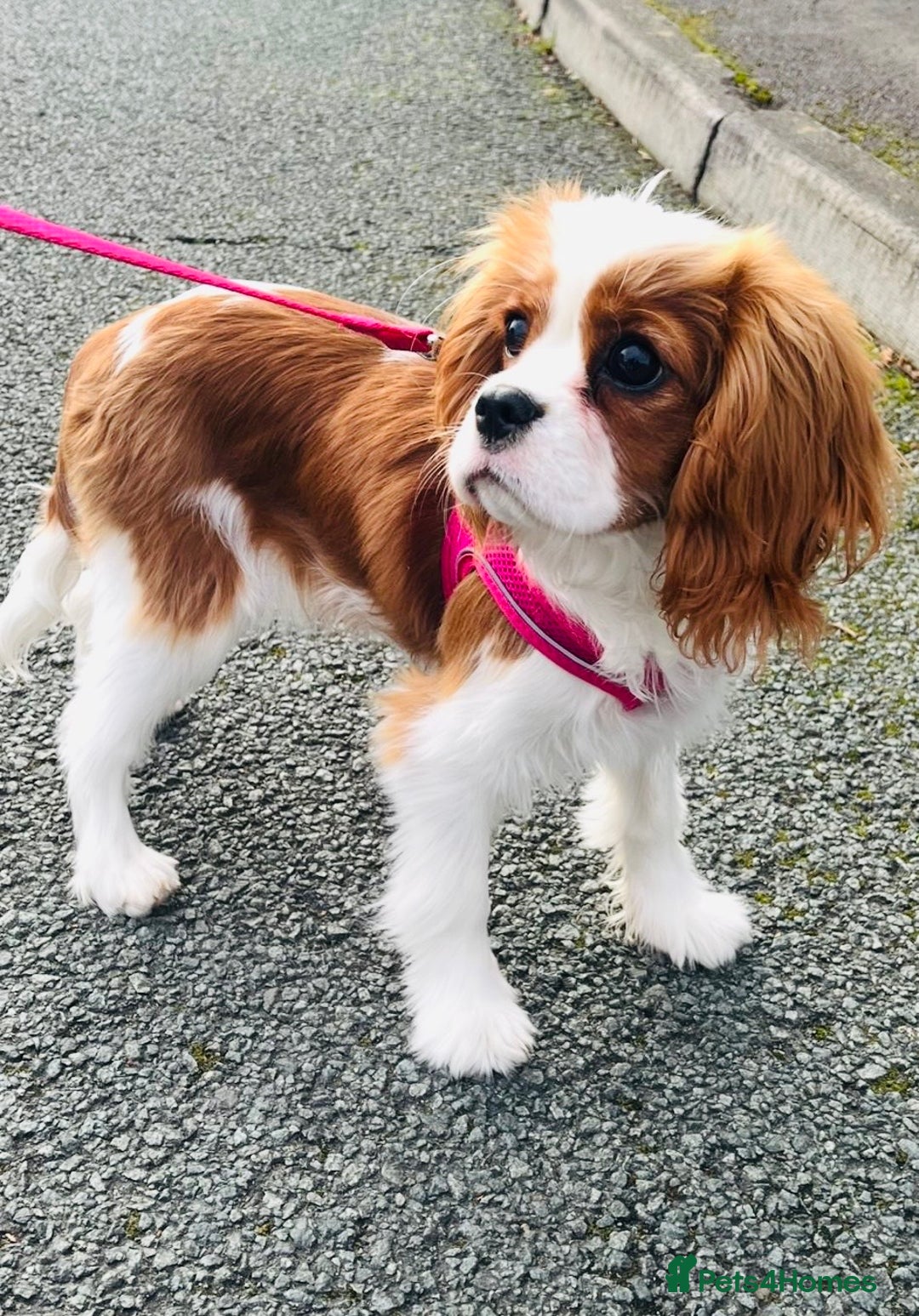 Cavalier King Charles Spaniel dogs for sale: Beautiful Blenheim Cavalier King Charles Spaniel - Image 3