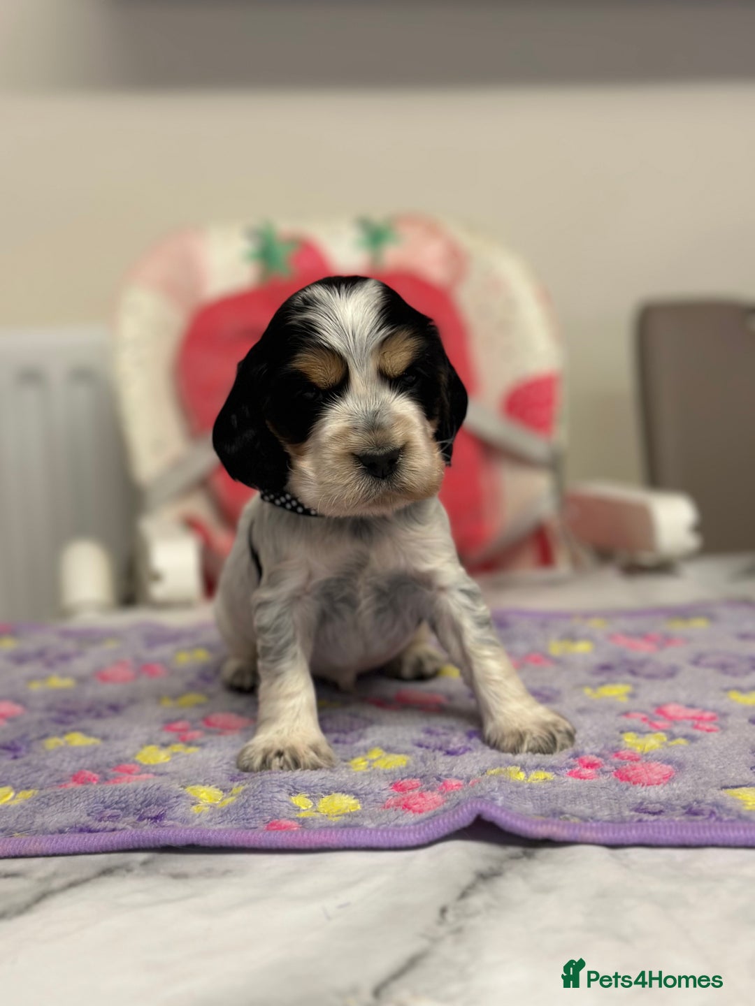 Cocker Spaniel dogs for sale: Health tested clear tan point show cocker puppies - Image 3