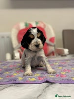 Cocker Spaniel dogs - Advert 11