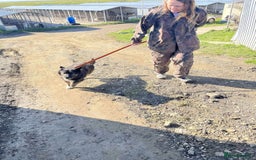 Mixed Breed dogs for adoption: Lawrence - Norwich Norfolk  - Advert 7