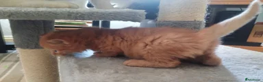 Mixed Breed 2