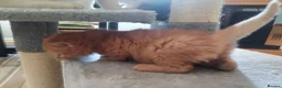 Mixed Breed cats for sale: GINGER BOY AND A GIRL  - Advert 4