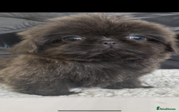 Shih Tzu dogs for sale: Shih tzu furbabies  - Image 3