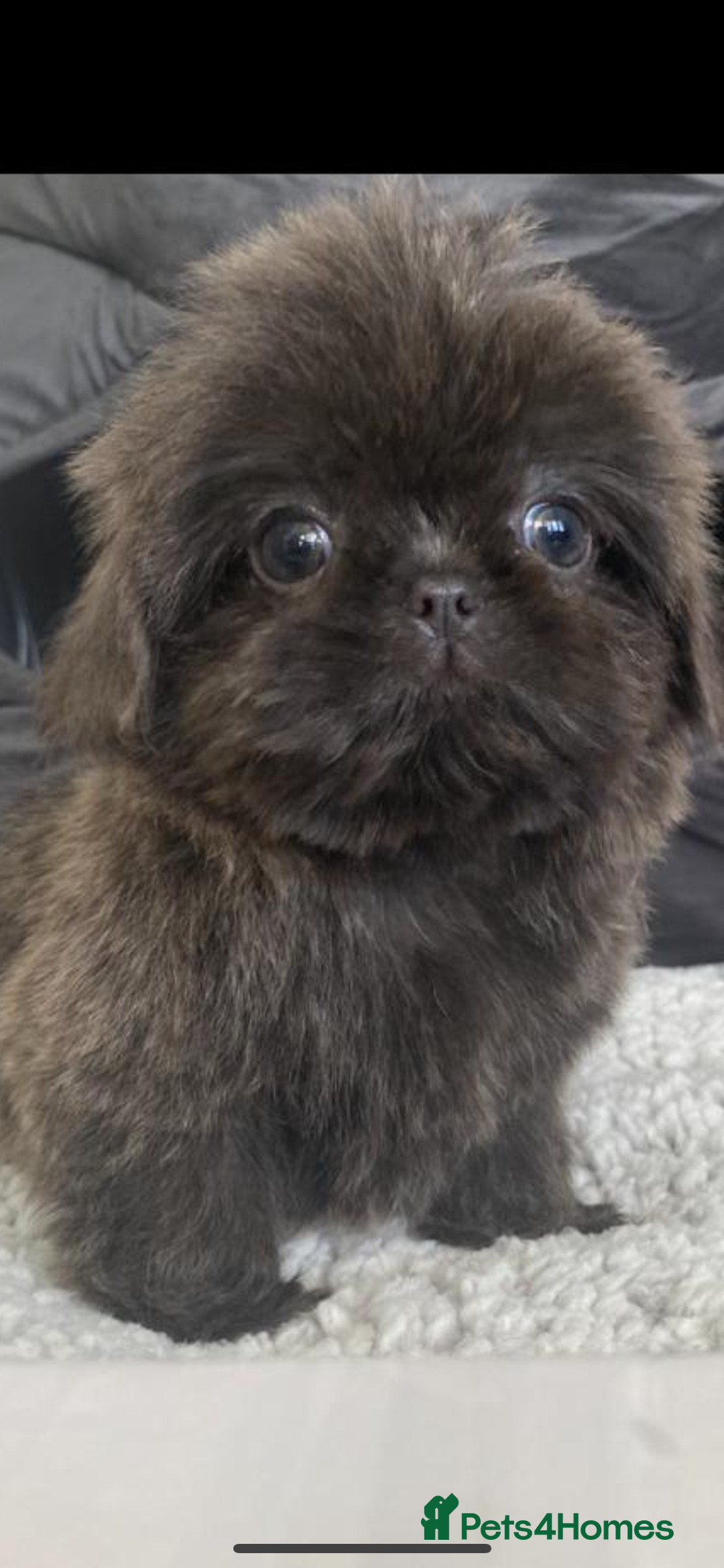 Shih Tzu dogs for sale: Shih tzu furbabies  - Image 3