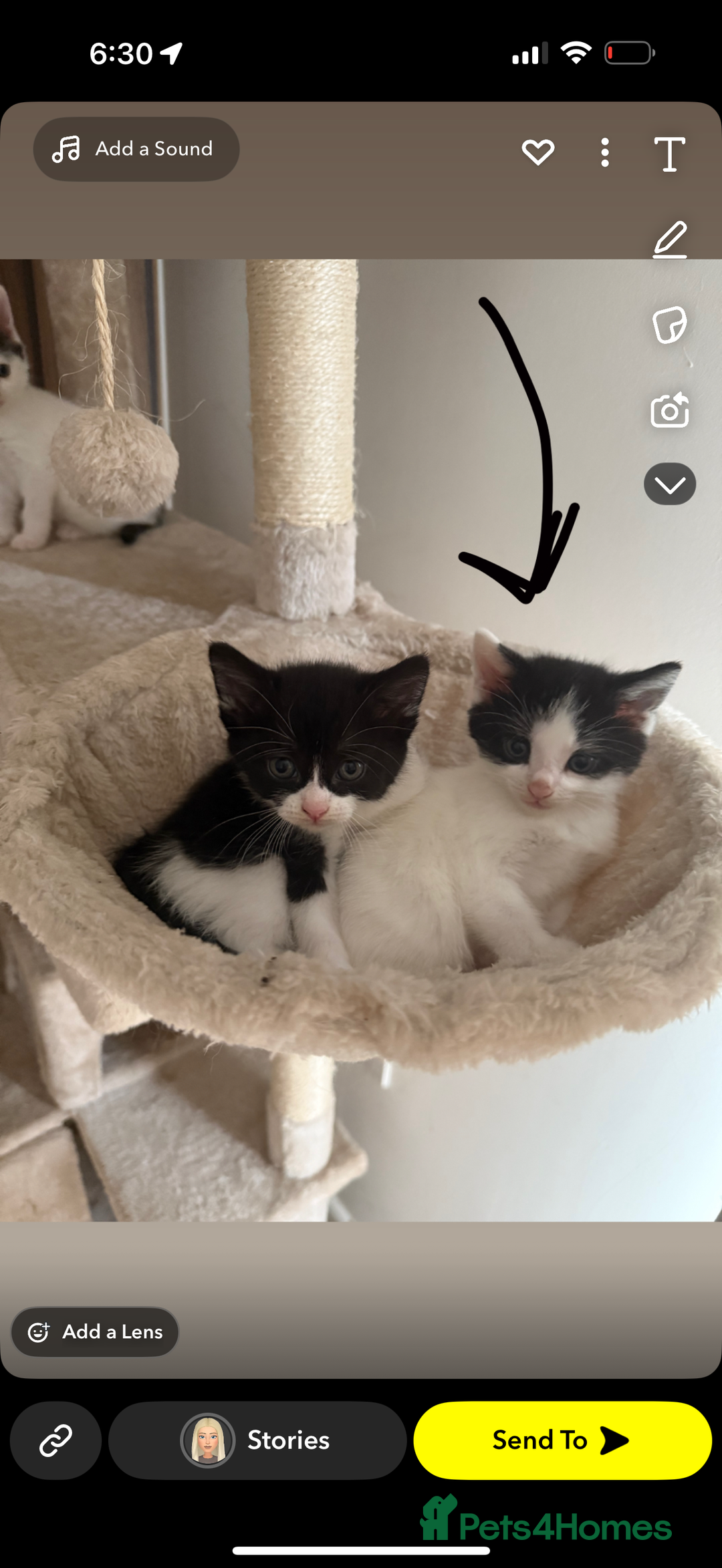 British Longhair cats for sale: Male kitten available  - Image 4