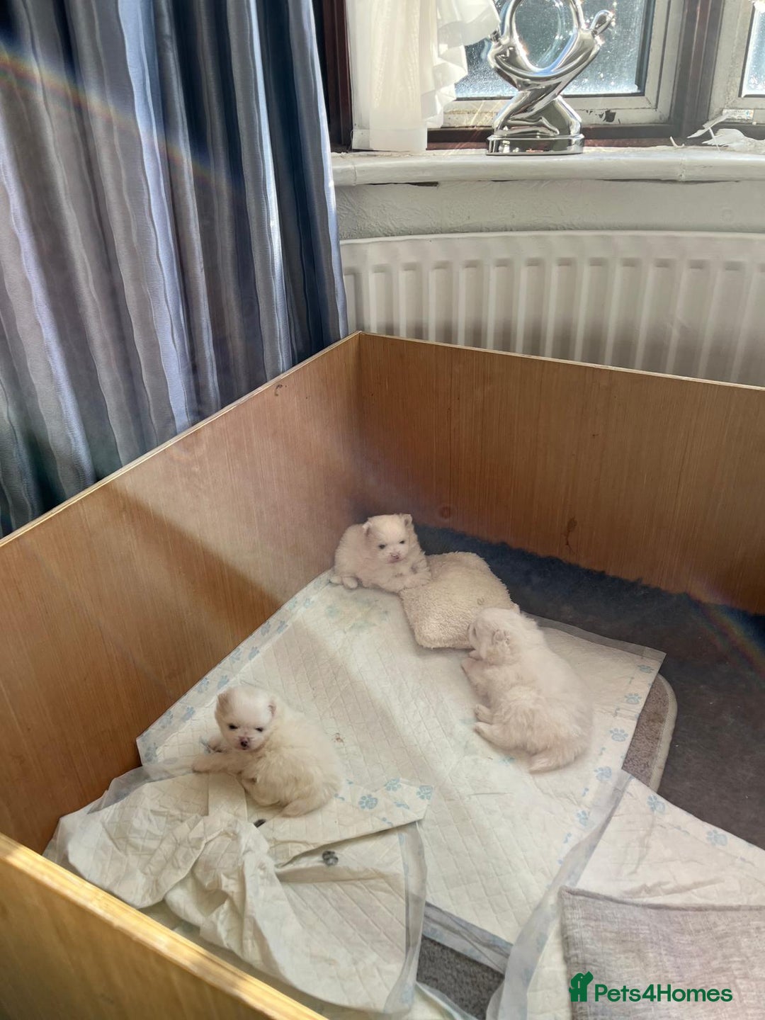 Pomeranian dogs for sale: Quality Pure white pomeranian puppies  - Advert 7