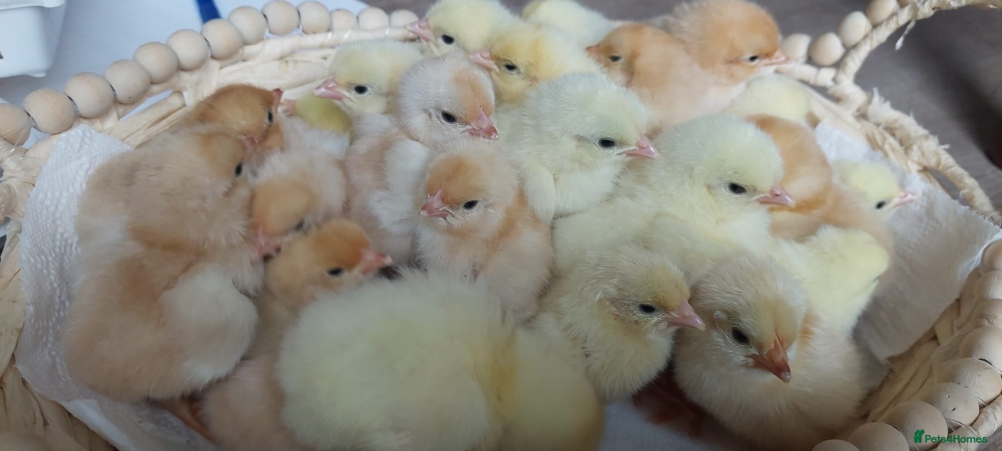 Chickens poultry Day‑Old Chicks and Hatching eggs - pure breed - Advert 1