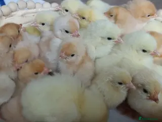 Chickens poultry for sale: Day‑Old Chicks and Hatching eggs - pure breed - Advert 1