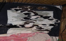 Sprocker dogs for sale: Spaniel Puppies  - Advert 6