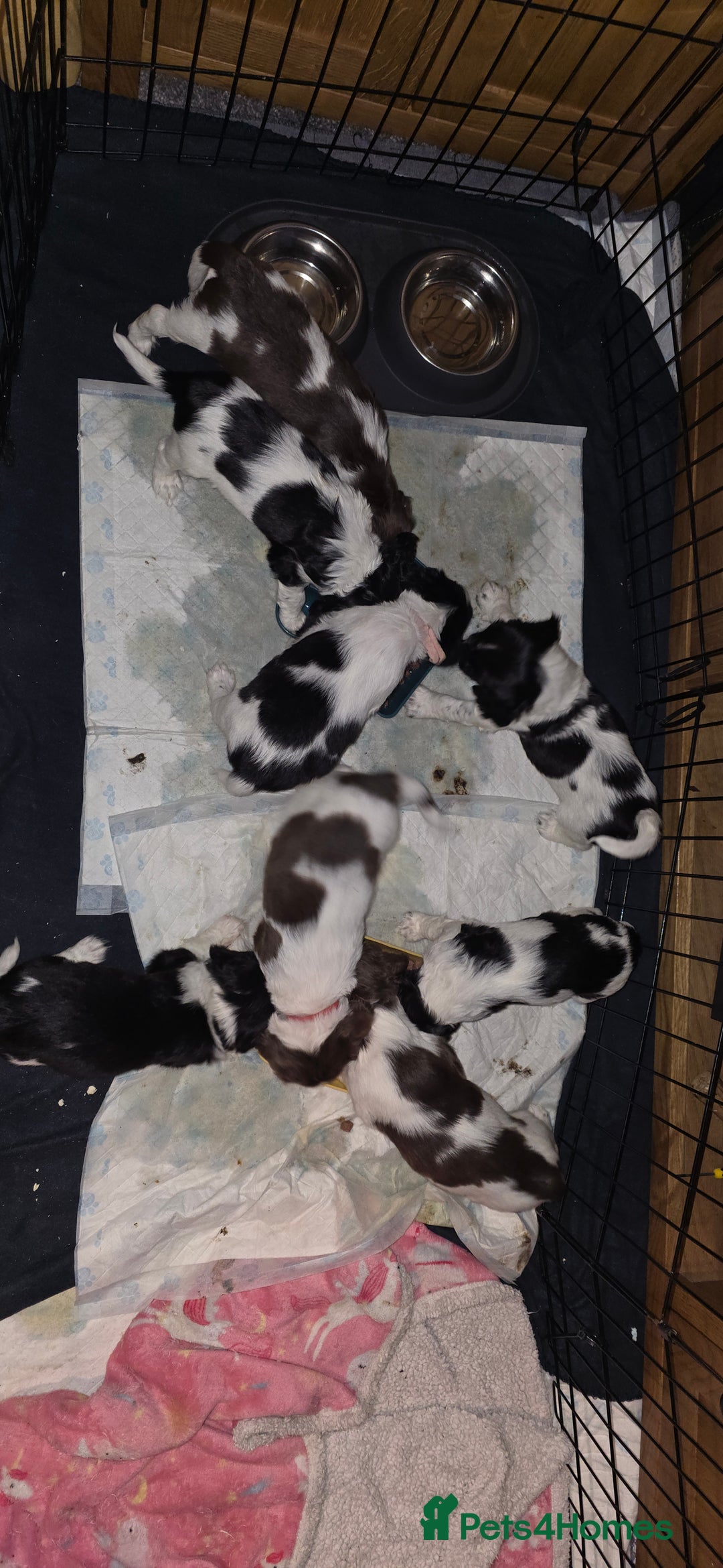 Sprocker dogs for sale: Spaniel Puppies  - Advert 6
