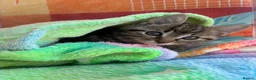 Mixed Breed cats for sale: Little girl - Advert 4