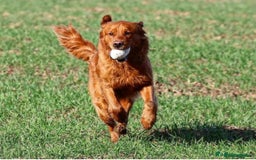 Golden Retriever dogs for sale: Stunning Golden Retrievers - Image 7
