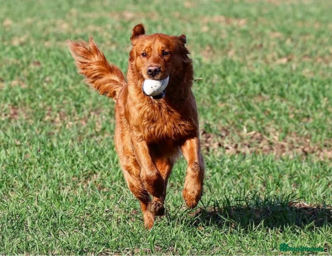 Golden Retriever dogs for sale: Stunning Golden Retrievers - Image 7