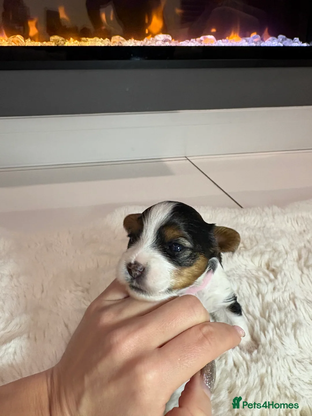 Yorkshire Terrier dogs for sale: Pure Biewer York Terriers for sale - Advert 5