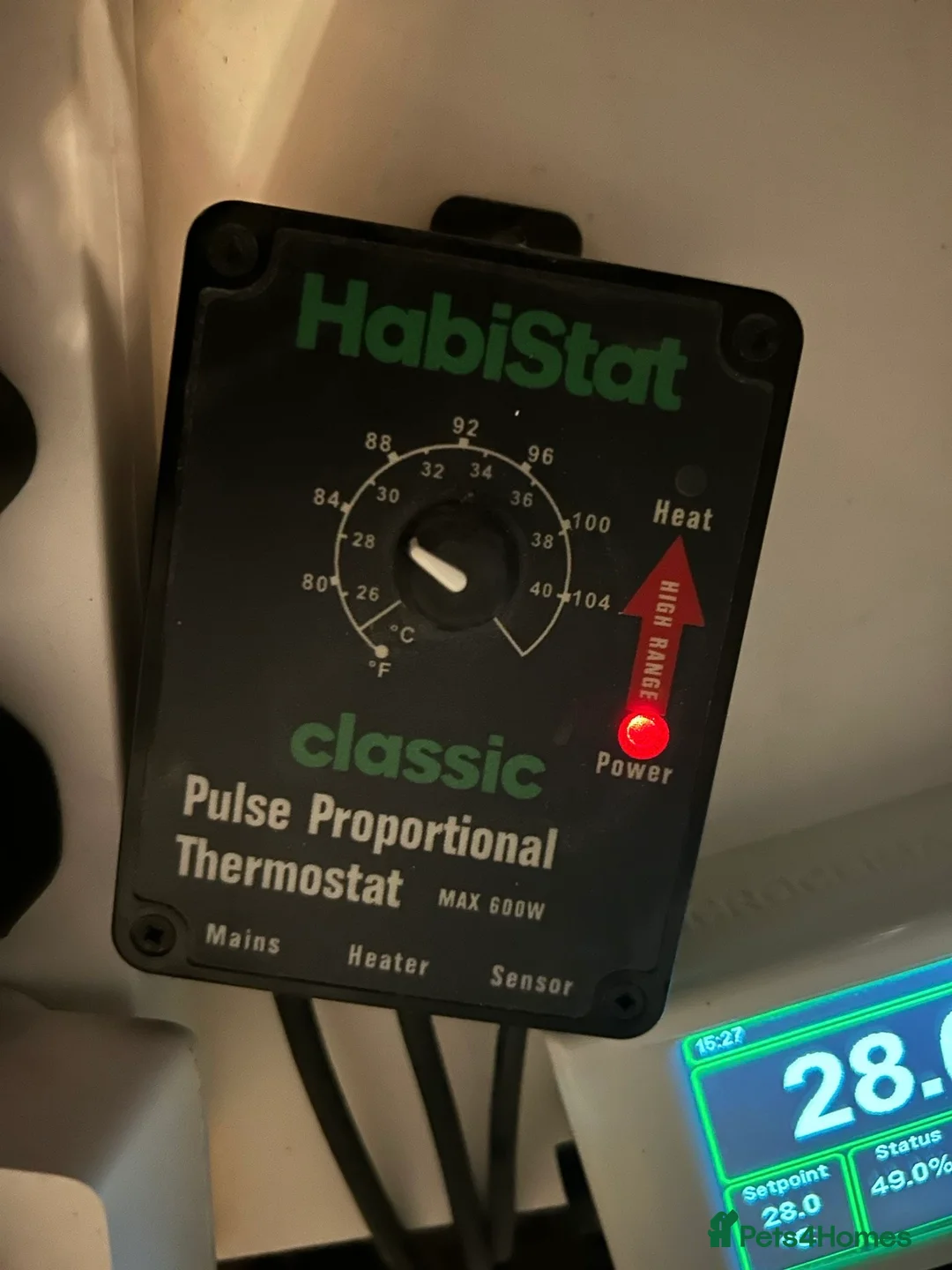 Corn Snake reptiles for sale: Male Cornsnake and Vivarium all items included - Advert 5