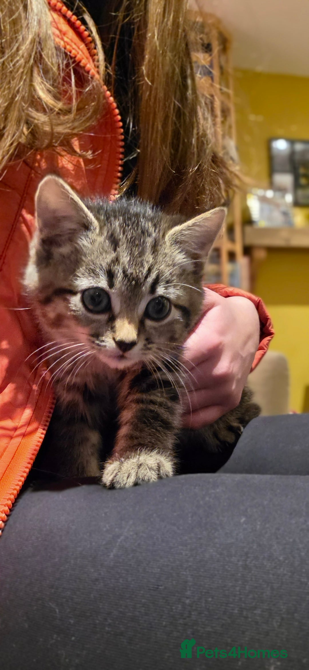 Mixed Breed cats for sale: Four handsome boys ready for their new home - Image 5