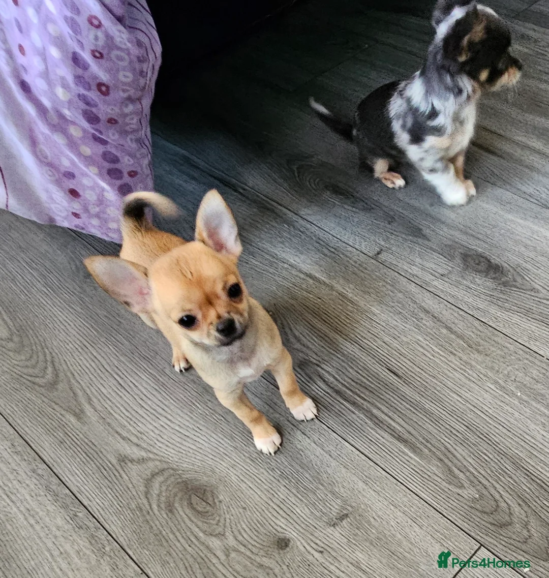 Chihuahua dogs for sale: Chiuahuah pups......lilac merle, fawn, white brown - Advert 15