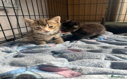 Mixed Breed cats for sale: 4 beautiful kittens looking for a forever home  - Image 5