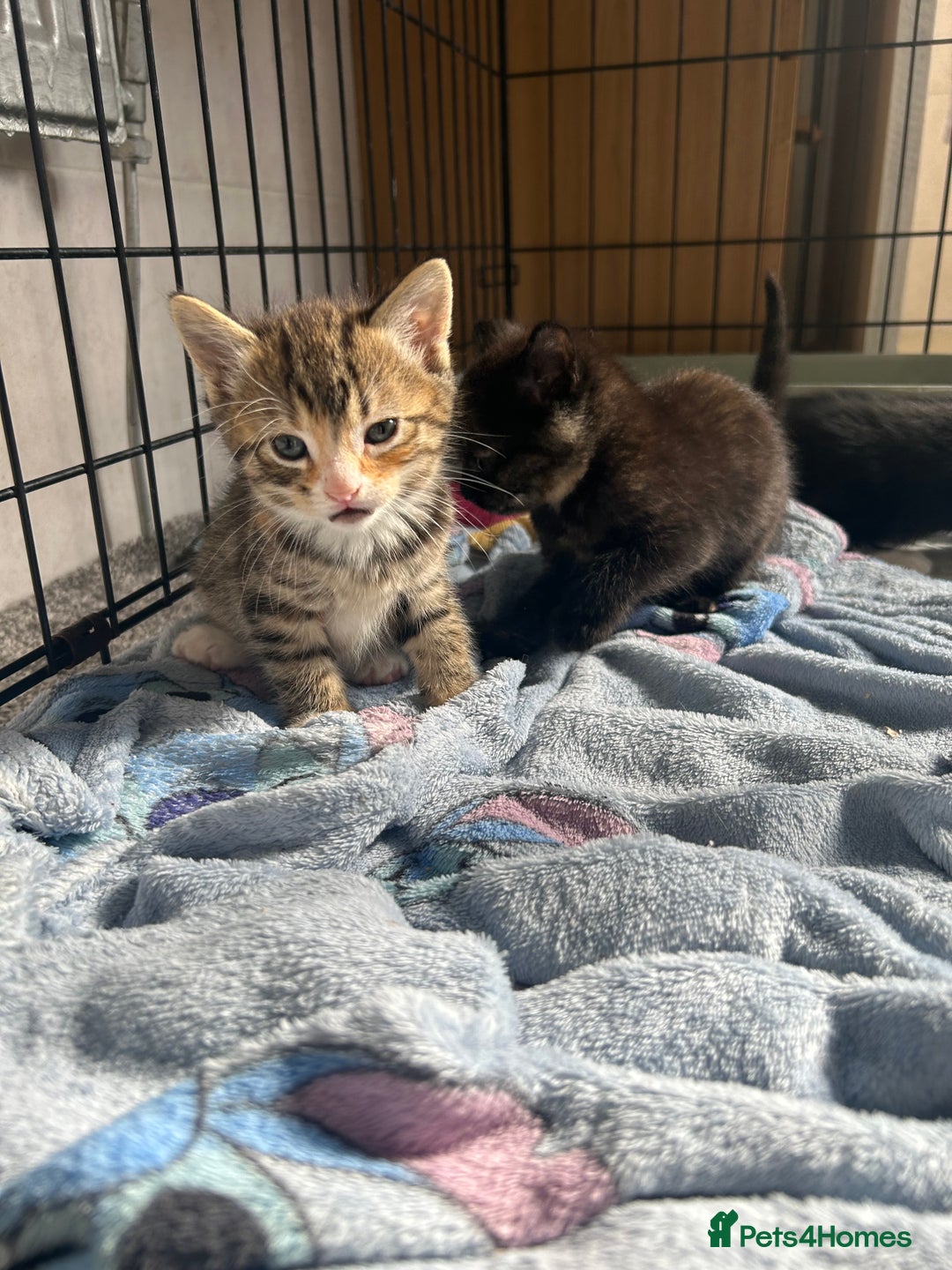 Mixed Breed cats for sale: 4 beautiful kittens looking for a forever home  - Image 5