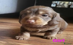 Mixed Breed dogs for sale: 5 Beautiful pups for sale - Image 8