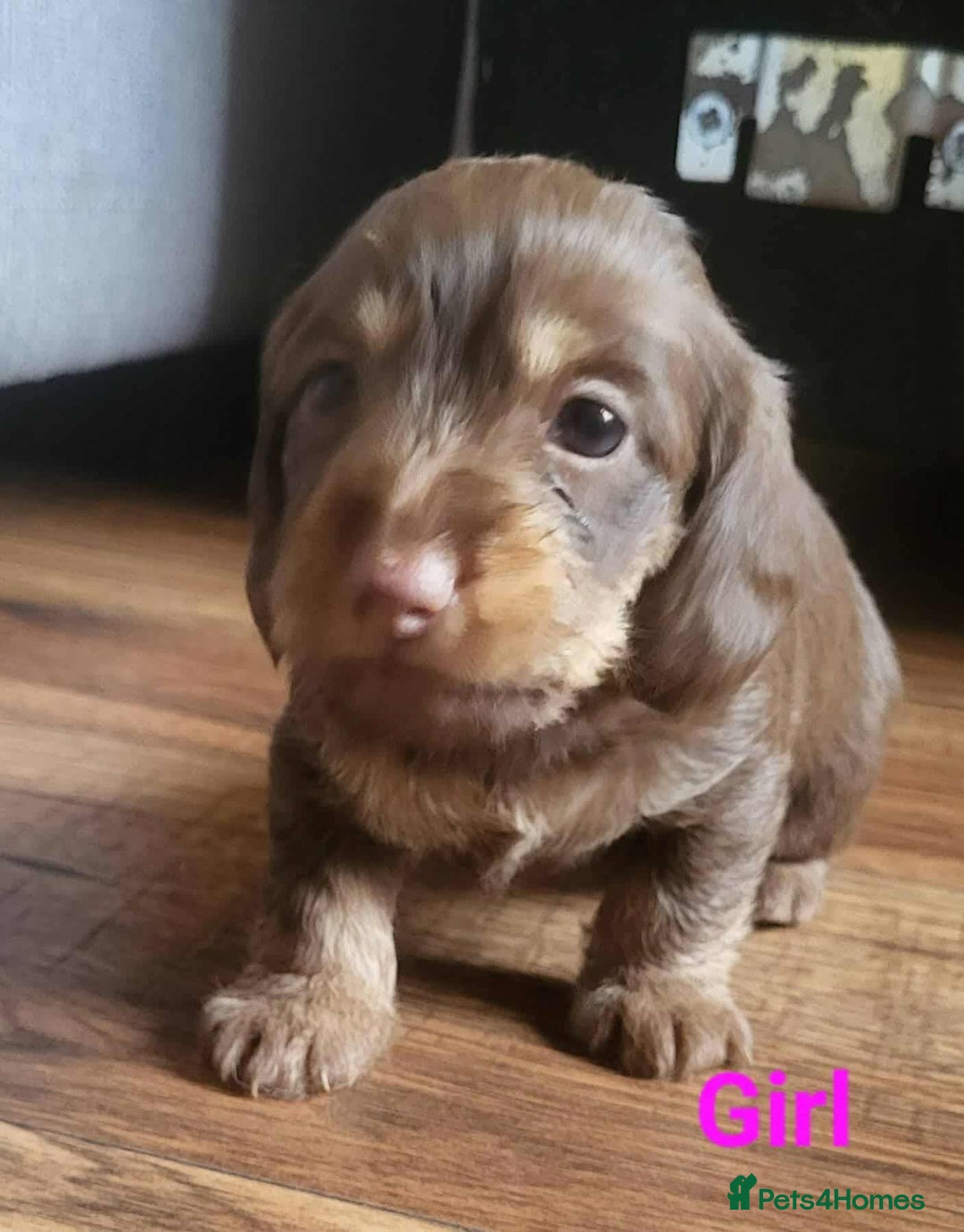 Mixed Breed dogs for sale: 5 Beautiful pups for sale - Image 8