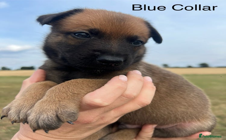 Belgian Shepherd Dog dogs - Advert 1