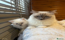 Ragdoll cats for sale: True to type, pure Ragdolls Kittesn - Image 15