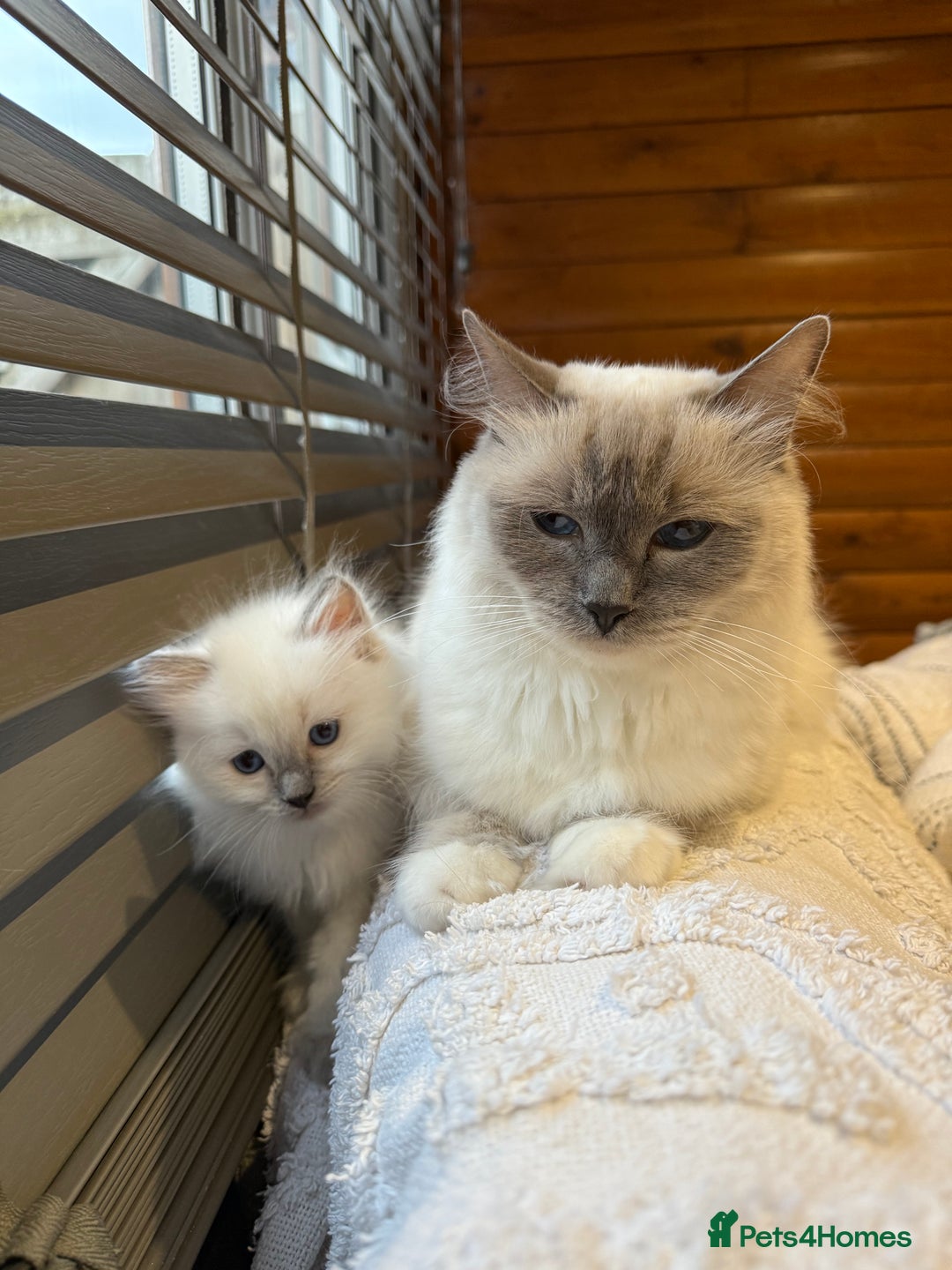 Ragdoll cats for sale: True to type, pure Ragdolls Kittesn - Image 15
