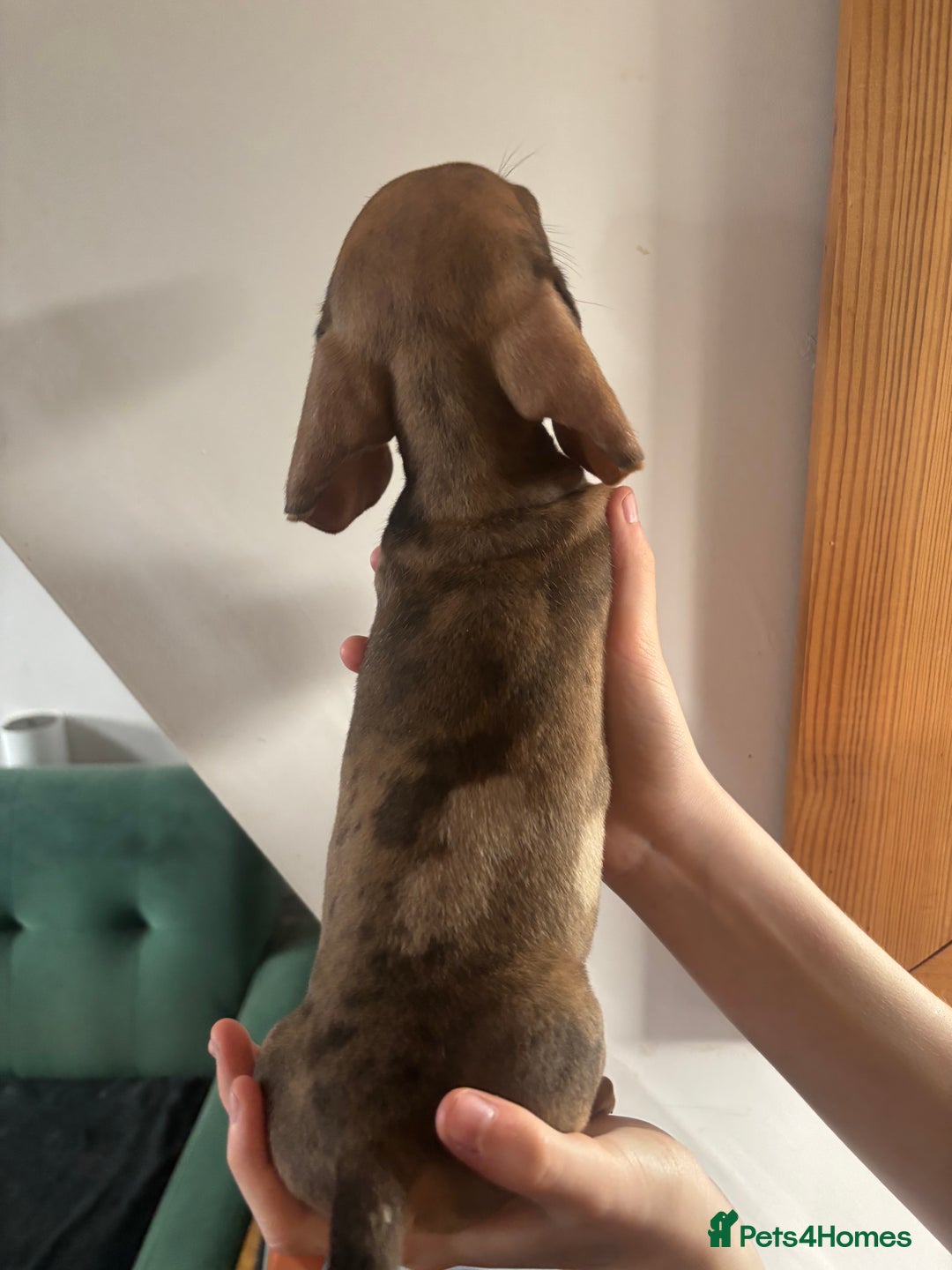 Miniature Dachshund dogs for sale: KC Reg RED DAPPLE Miniature Dachshund (Smooth) - Image 20