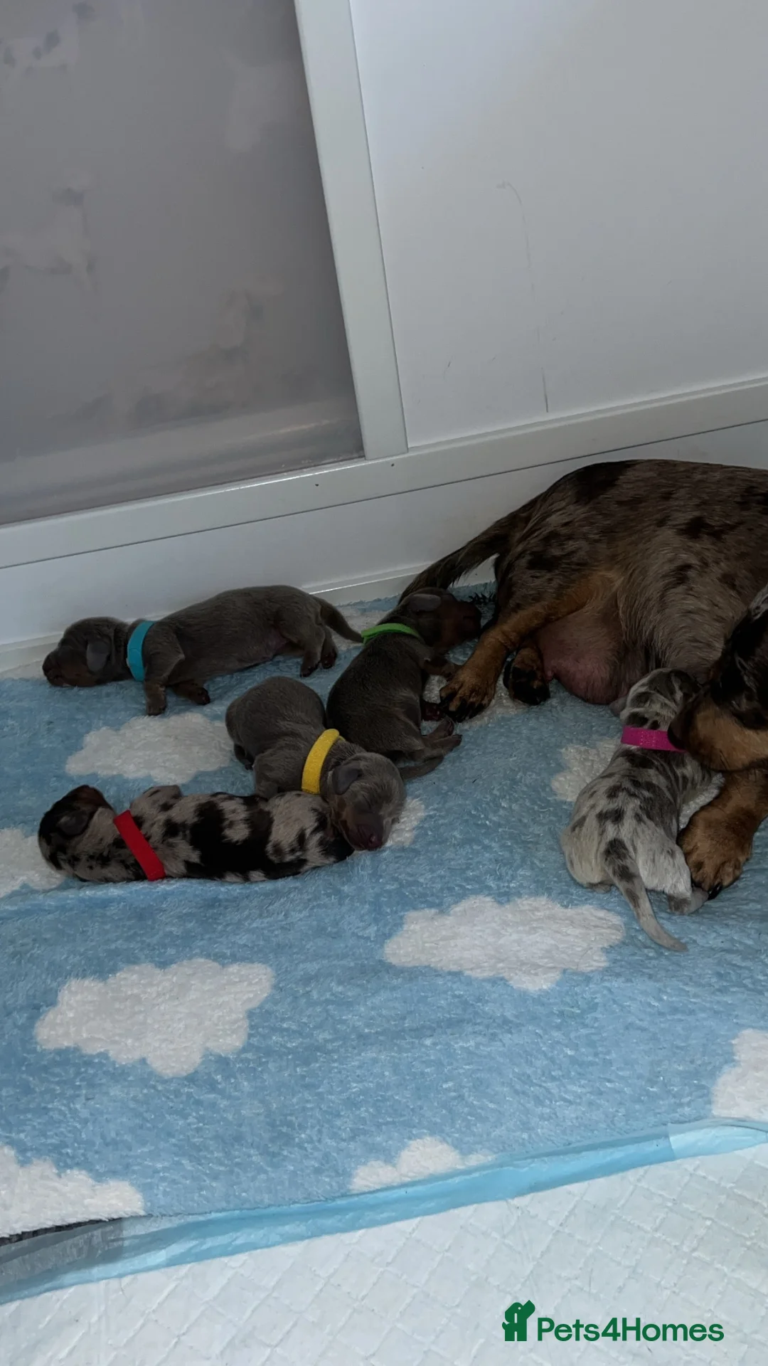 Miniature Dachshund dogs for sale: 🐾💕 Miniature Dachshund Puppies 💕🐾 - Advert 1