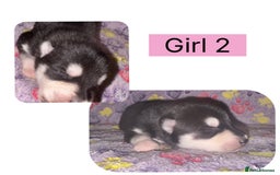 Mixed Breed dogs for sale: Shepsky cross Puppies  - Image 5